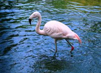 &quot;Flamingo žingsniai&quot; Eugenija Šeinauskienė